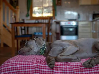 a dog laying on top of a bed at house on the top of the hill in Mozirje