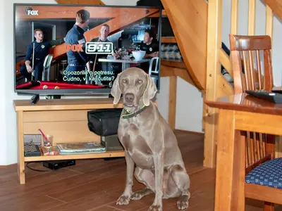 a brown dog sitting in front of a tv at house on the top of the hill in Mozirje