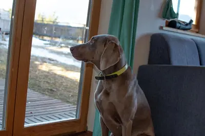 a dog sitting in a chair looking out a door at house on the top of the hill in Mozirje