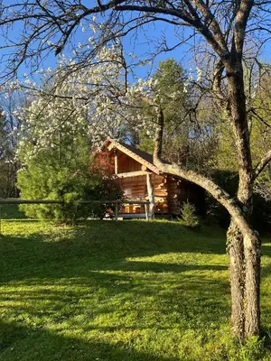 a tree in front of a log cabin at Hut at the forest in Male Brusnice