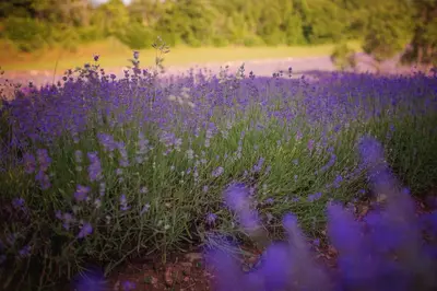 a field of purple flowers in a field at Apartment Ana - Karst Cycling Paradise in Dutovlje