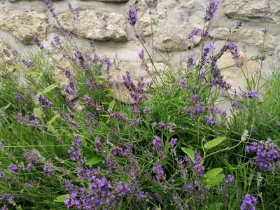 a bunch of purple flowers in front of a stone wall at Holiday house apartment Voukov mlin in Šmarje pri Jelšah