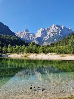 three ducks swimming in a lake with mountains in the background at Apartma Kreda in Mojstrana