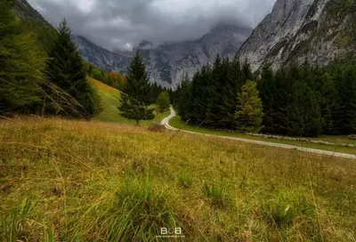 a winding road in a field with trees and mountains at Alpine house Antonia in Trenta