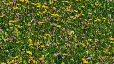 a field filled with lots of purple and yellow flowers at MOUNTAIN ECO CHALET KONJSKA DOLINA on 1400 m asl -near Pokljuka in Srednja Vas v Bohinju