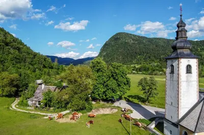 a group of cows grazing in a field next to a church at Charming blacksmith`s house @ Lake Bohinj in Bohinj