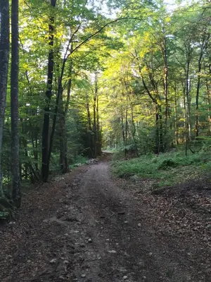 a dirt road in the middle of a forest at Eko kmetija Gerbec in Grahovo