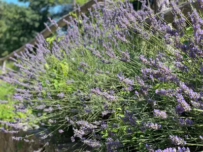 a bunch of purple flowers next to a fence at House Donačka Gora in Rogatec