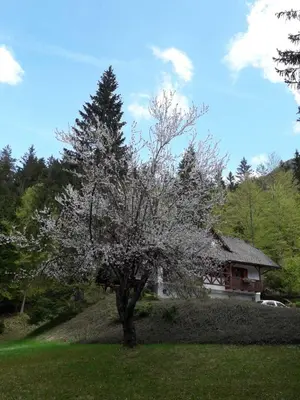 a tree in the grass in front of a house at Apartma Gaja in Kranjska Gora