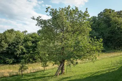 a tree with a ladder in the middle of a field at Vineyard cottage Radulja in Smarjeske Toplice