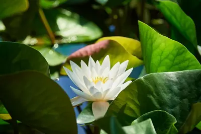 a white water lily in a pond with leaves at Pikol Lake Village Wine Estate in Nova Gorica