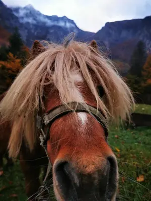 a horse with long hair on its face in a field at Skalca in Kamniška Bistrica
