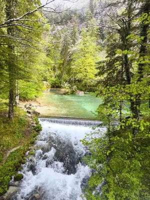 a river in the middle of a forest at Skalca in Kamniška Bistrica