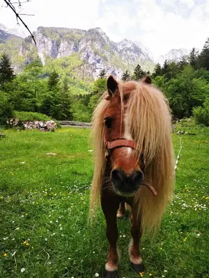 a horse with a long wig standing in a field at Skalca in Kamniška Bistrica