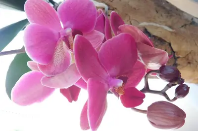 a close up of pink flowers on a plant at Zemva Stays - JT Apartma, free bikes, big garden with terrace in Bled