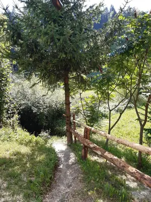 a tree next to a fence in a field at Apartma LUPIS in Podvolovljek