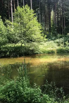 a pond in the middle of a forest with trees at Apartma LUPIS in Podvolovljek