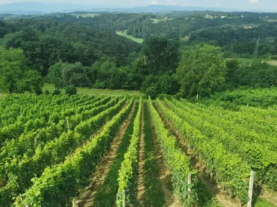 an aerial view of a vineyard with green vines at Sobe, Rooms B&B - Vina Kauran in Zgornji Jakobski Dol