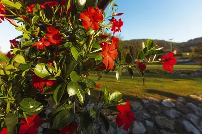 a bunch of red flowers in a vase at Holiday Homes I&G by the river next to Olimje in Kozje