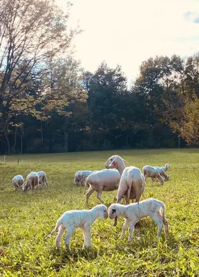 a herd of sheep grazing in a field at BeeWood apartment in Križe