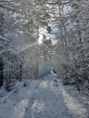 a path covered in snow with the sun shining through trees at Apartmaji Anita in Begunje pri Cerknici