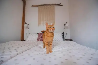 a cat standing on top of a bed at Apartma Cici in Kobarid