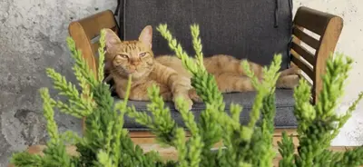 an orange cat laying on a chair in a chair at Apartma Cici in Kobarid