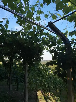 a branch of a tree with a pole in the foreground at Apartma Gorca Plevnik in Buče
