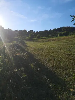 a field of grass with the sun in the background at Apartma Gorca Plevnik in Buče