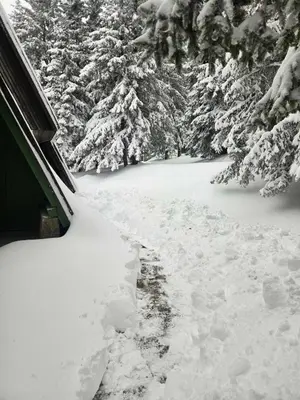 a snow covered yard with trees in the background at Apartma Rogla Gaber 63 in Zreče