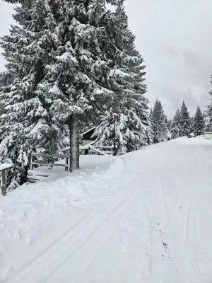 a snow covered tree with tracks in the snow at Apartma Rogla Gaber 63 in Zreče