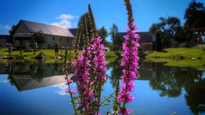 a group of purple flowers next to a body of water at Glamping Vrhovc in Železniki