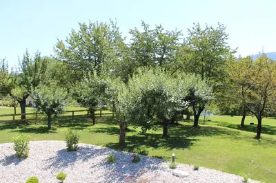 a group of trees in a field with grass at Glamping PEC - HALFBOARD in Selnica ob Dravi