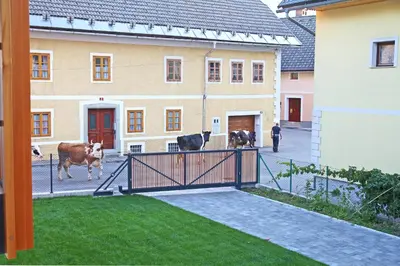 a group of cows walking in front of a building at Apartment Jurijana - New 4-Bedroom Triplex with Sauna & Garden in Bohinj