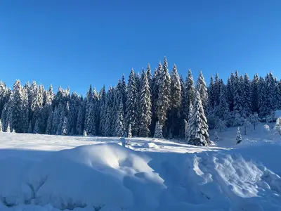 a field covered in snow with trees in the background at Apartma Jure in Zgornje Gorje
