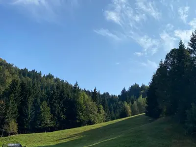 a grassy field with trees on the side of a hill at Apartma Jure in Zgornje Gorje