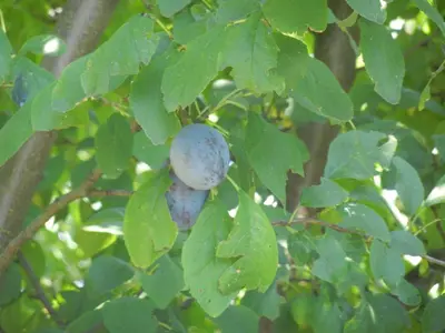 a close up of a blue fruit on a tree at Urlaub für die Seele - Erholung Pur in der Natur - Ferienhaus mit Infrarotkabine & RELAX-Raum in Rucmanci