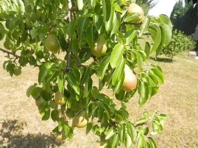 an apple tree with lots of green fruit on it at Urlaub für die Seele - Erholung Pur in der Natur - Ferienhaus mit Infrarotkabine & RELAX-Raum in Rucmanci