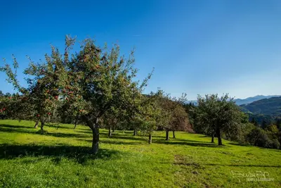 an orchard of apple trees in a green field at Apartma Lesjak - pobeg v naravo in Mozirje