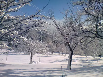 a snow covered field with trees in the foreground at Apartma Lesjak - pobeg v naravo in Mozirje
