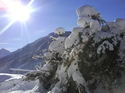 a snow covered tree with the sun in the background at Apartments Balon in Kranjska Gora