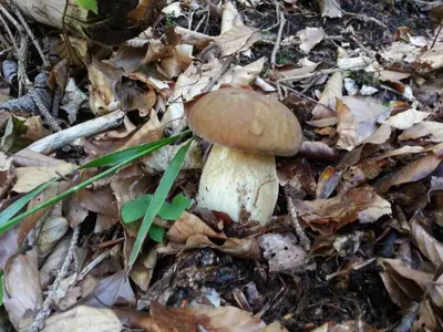 a mushroom on the ground in the leaves at Apartments Balon in Kranjska Gora