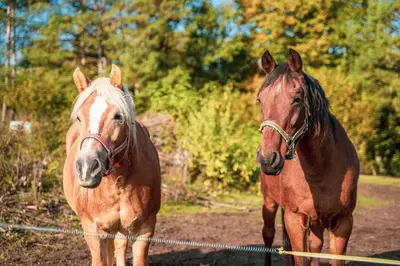 two horses are standing next to each other at Notranjska hiša - traditional country house, close to the world attraction Cerknica lake in Begunje pri Cerknici