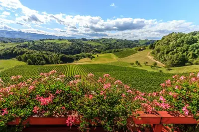 a view of a vineyard from a hill with pink flowers at Farm Stay Jarc Vineyard in Svečina