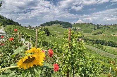 a field of flowers with a view of a vineyard at Farm Stay Jarc Vineyard in Svečina