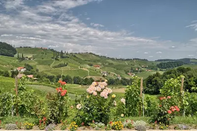 a view of a green hillside with flowers at Farm Stay Jarc Vineyard in Svečina