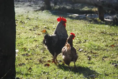 two chickens walking in the grass in a field at Farm Stay Rotovnik - Plesnik in Slovenj Gradec