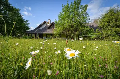 a field of flowers in front of a house at Apartments Jaka in Dolenjske Toplice