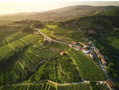 an aerial view of a vineyard with a road at Peterc Vineyard Estate in Kojsko