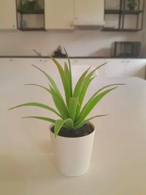 a plant in a white pot sitting on a counter at Rooms Miklošičeva in Ljubljana